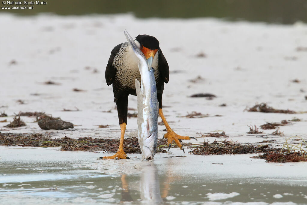 Crested Caracaraadult breeding, identification, feeding habits, eats