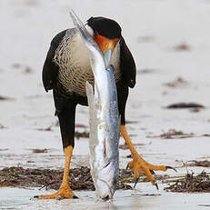 Caracara huppé