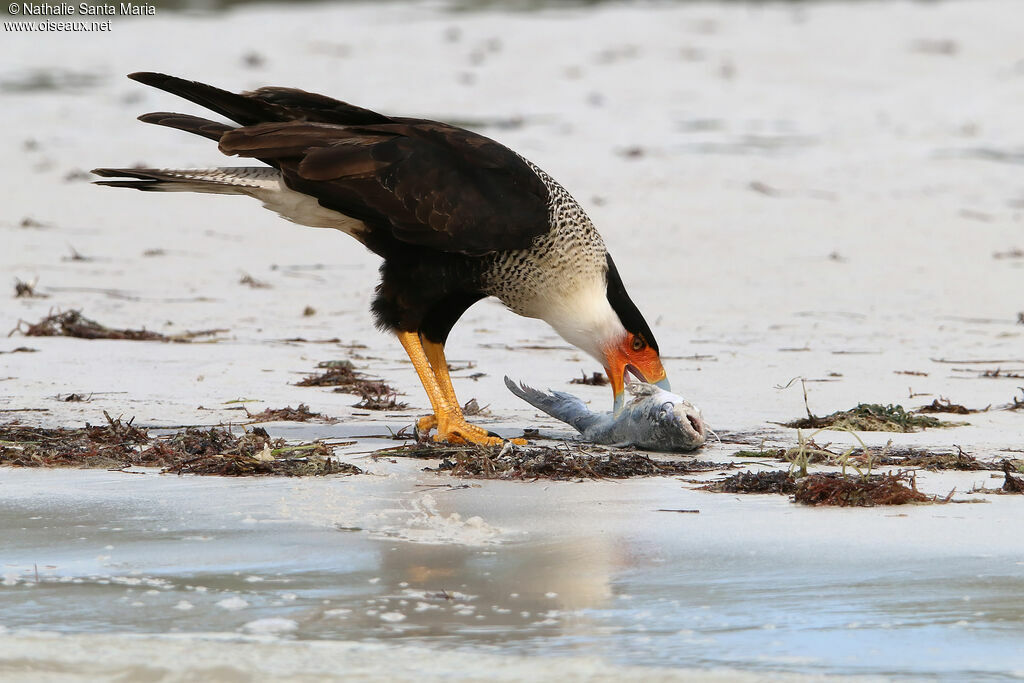 Caracara huppéadulte nuptial, identification, régime