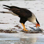Caracara huppé