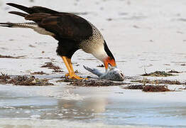 Crested Caracara