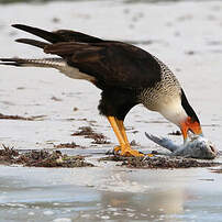 Caracara huppé