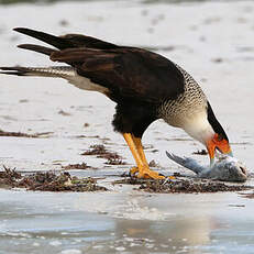 Caracara huppé