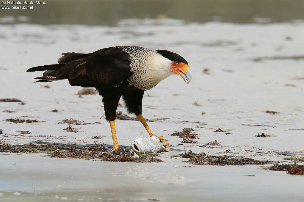 Caracara huppéadulte, identification, régime, mange