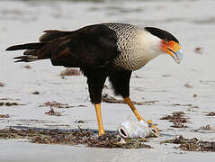 Southern Crested Caracara