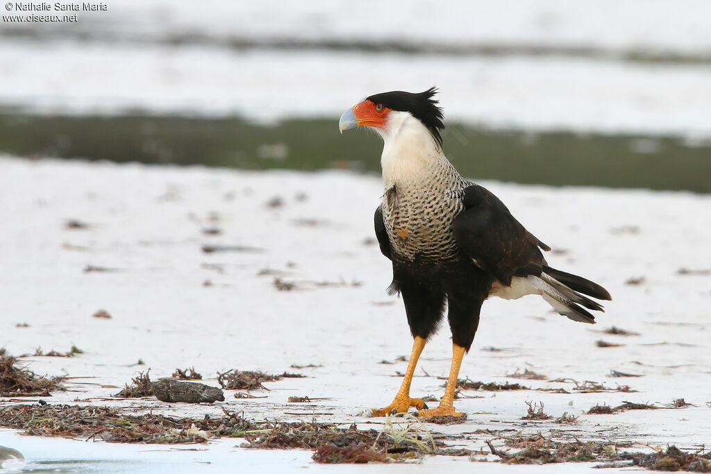 Caracara huppéadulte nuptial, identification