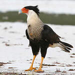 Caracara huppé