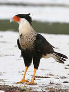 Caracara huppé