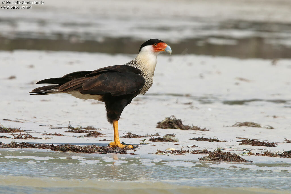 Caracara huppéadulte, identification