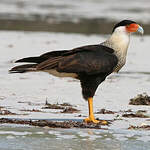 Caracara huppé