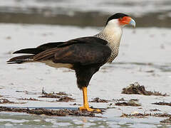 Caracara huppé