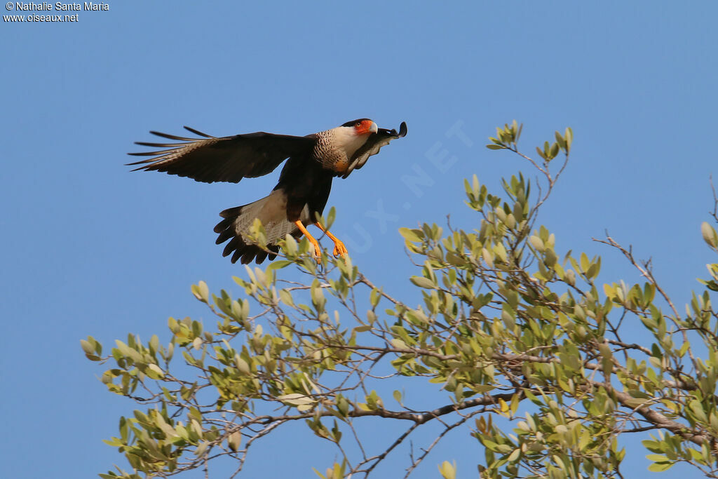 Caracara huppéadulte nuptial, Vol