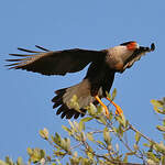 Caracara huppé