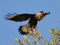 Crested Caracara