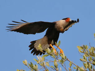 Caracara huppé