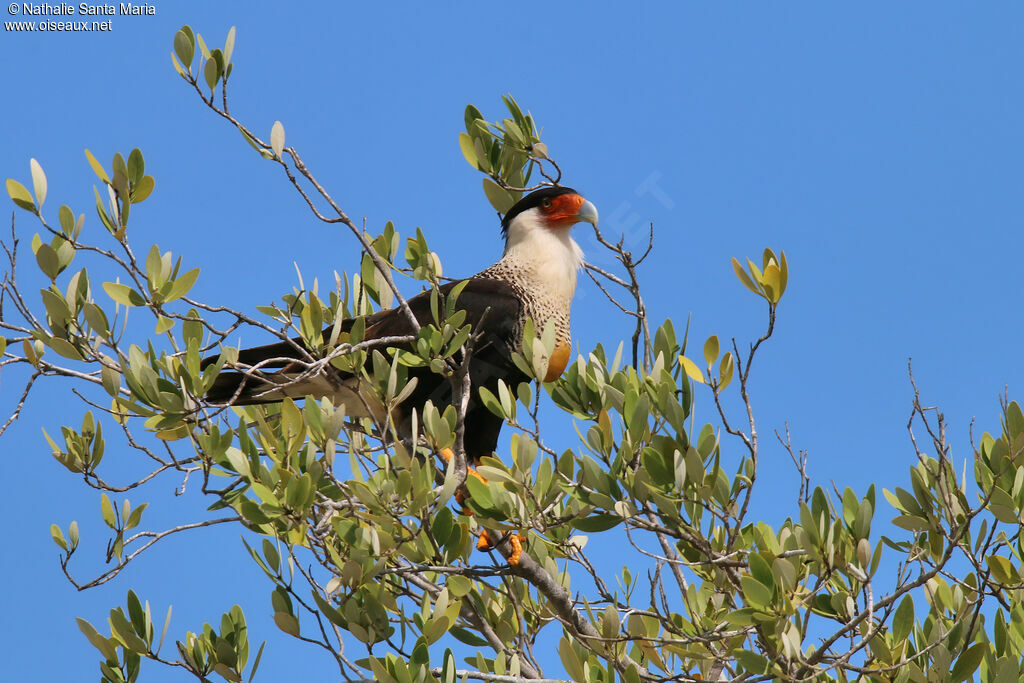 Caracara huppéadulte nuptial, identification