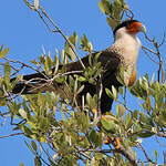 Caracara huppé