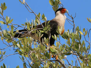 Caracara huppé