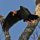 Caracara noir