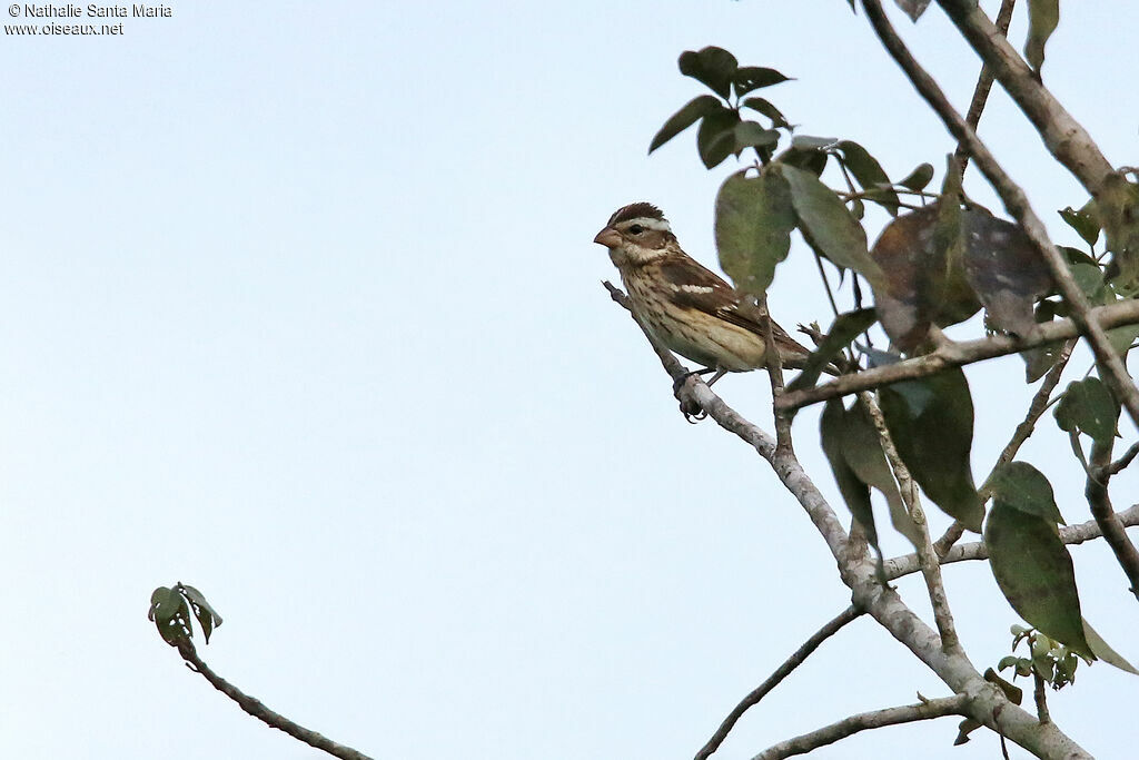 Rose-breasted Grosbeak female adult, identification