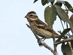 Rose-breasted Grosbeak