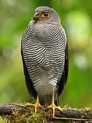 Barred Forest Falcon