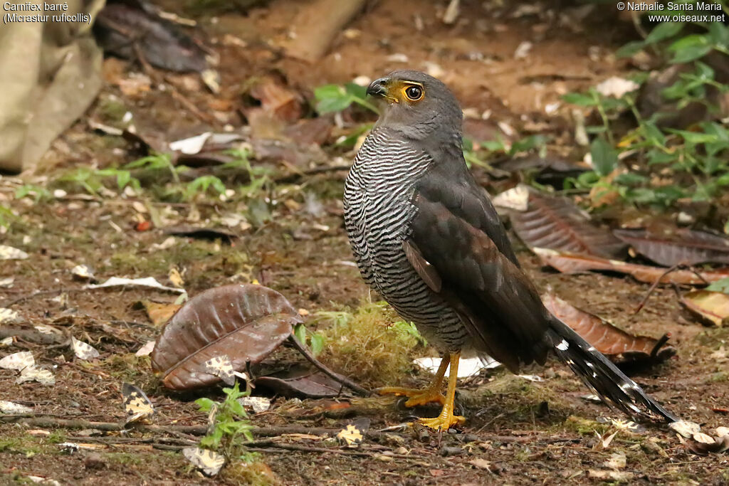 Barred Forest Falconadult, identification