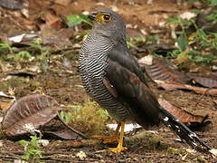 Barred Forest Falcon