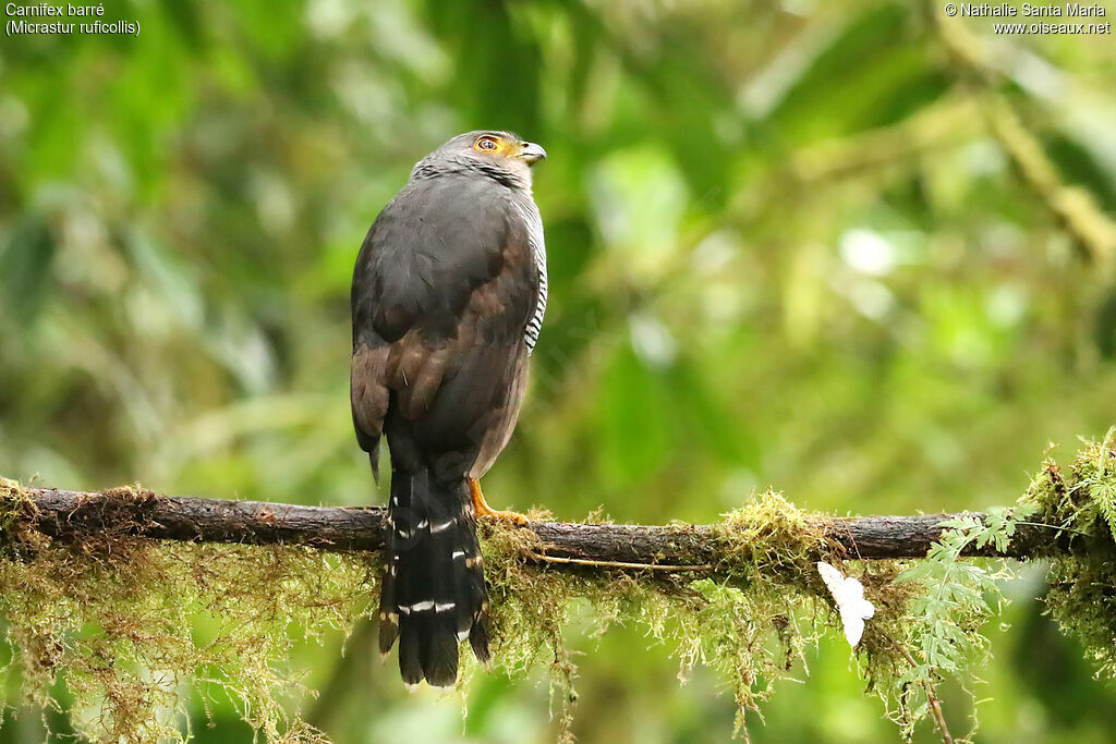 Barred Forest Falconadult, identification