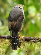 Barred Forest Falcon