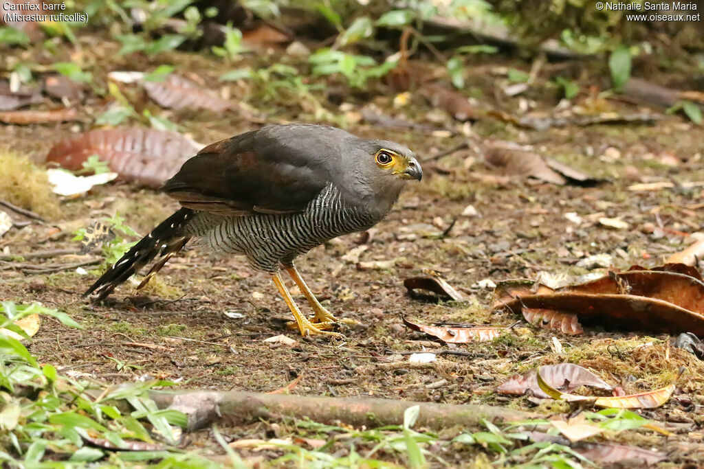 Barred Forest Falconadult, identification, fishing/hunting