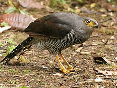 Barred Forest Falcon