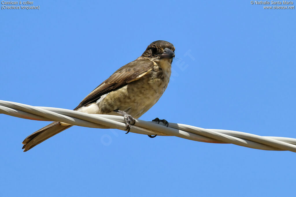 Cassican à collierimmature, identification