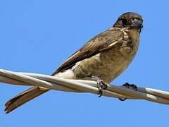 Grey Butcherbird