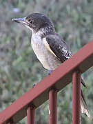 Grey Butcherbird