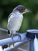 Grey Butcherbird