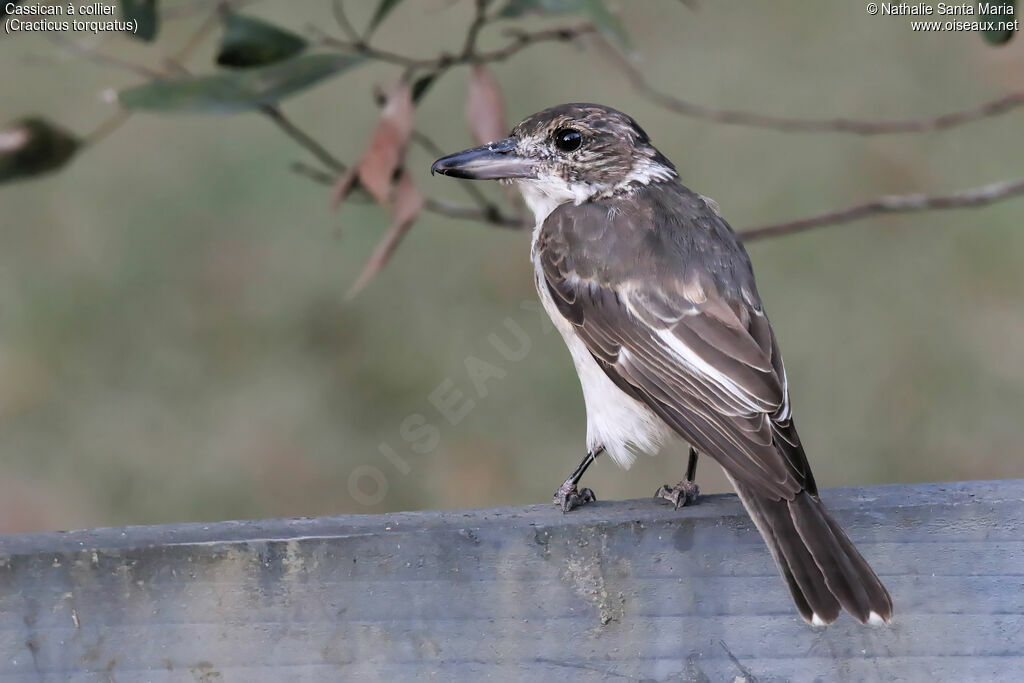 Cassican à collierimmature, identification