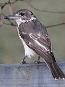 Grey Butcherbird