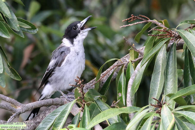 Grey Butcherbird male adult, song
