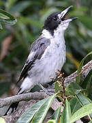 Grey Butcherbird