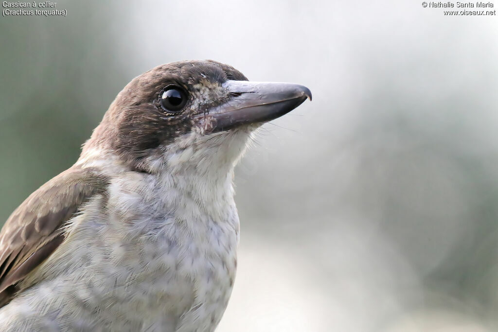 Grey Butcherbirdimmature, close-up portrait