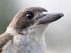 Grey Butcherbird