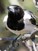 Pied Butcherbird