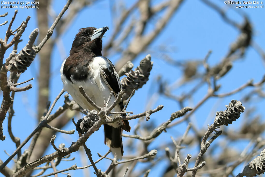 Pied Butcherbirdadult, identification