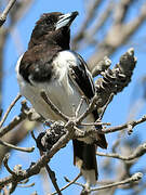 Pied Butcherbird