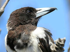 Pied Butcherbird