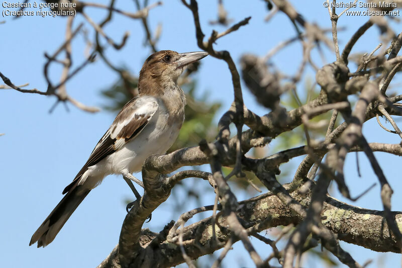Pied Butcherbirdjuvenile, identification