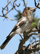 Pied Butcherbird