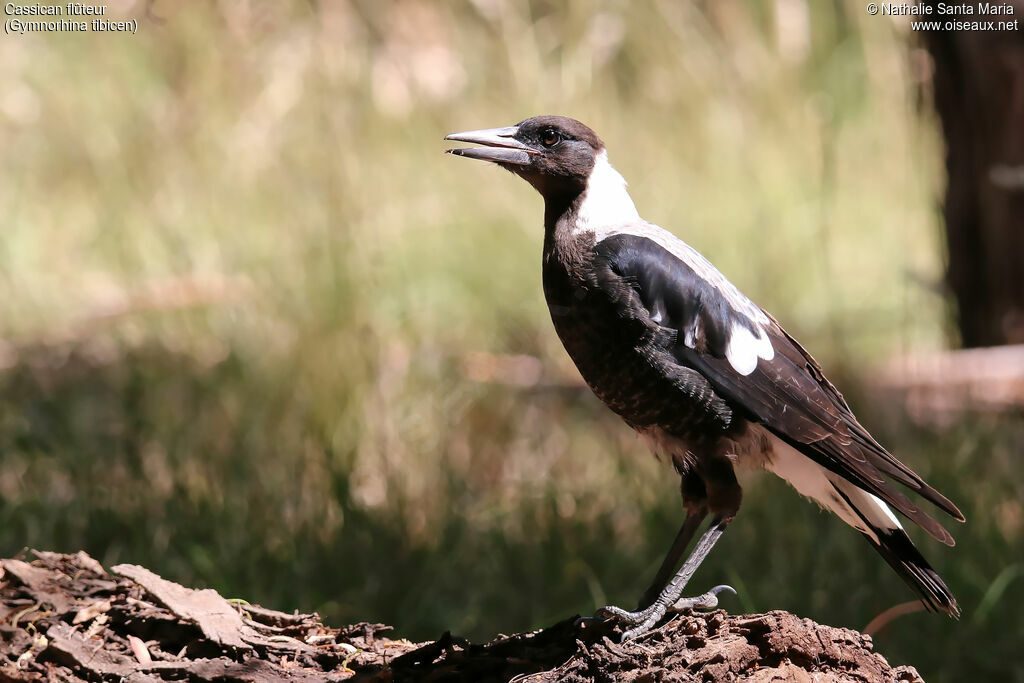 Australian Magpieimmature, identification