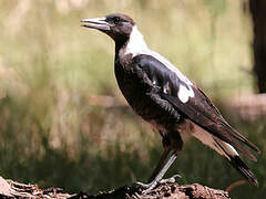 Australian Magpie